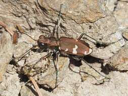 Image of Cicindela (Cicindela) sylvicola Dejean 1822