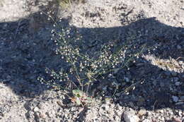 Image of Dugway buckwheat