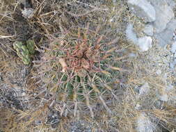 Image of Ferocactus latispinus (Haw.) Britton & Rose