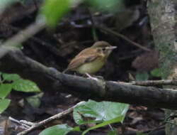 Image of Stub-tailed Spadebill