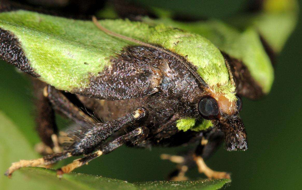 Mittonia hampsoni Distant 1897 resmi