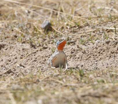 Image of Etosha Agama