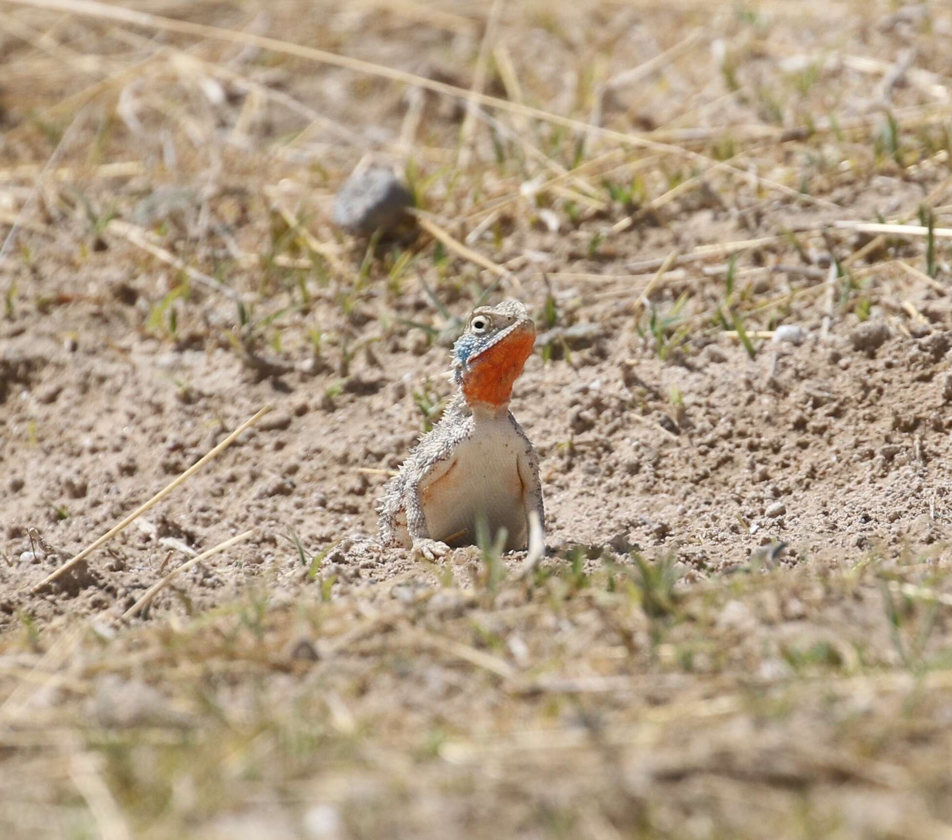 Image of Etosha Agama