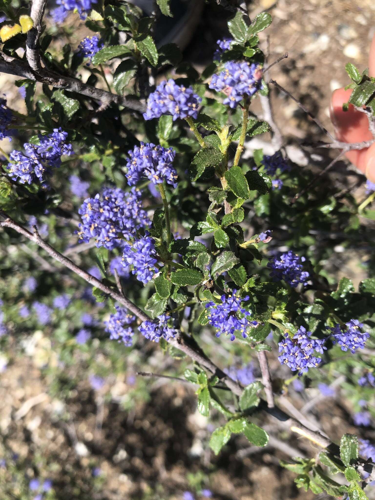 Image de Ceanothus foliosus var. medius Mc Minn