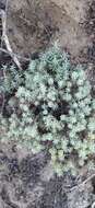 Image of Helichrysum asperum var. comosum (Sch. Bip.) Hilliard