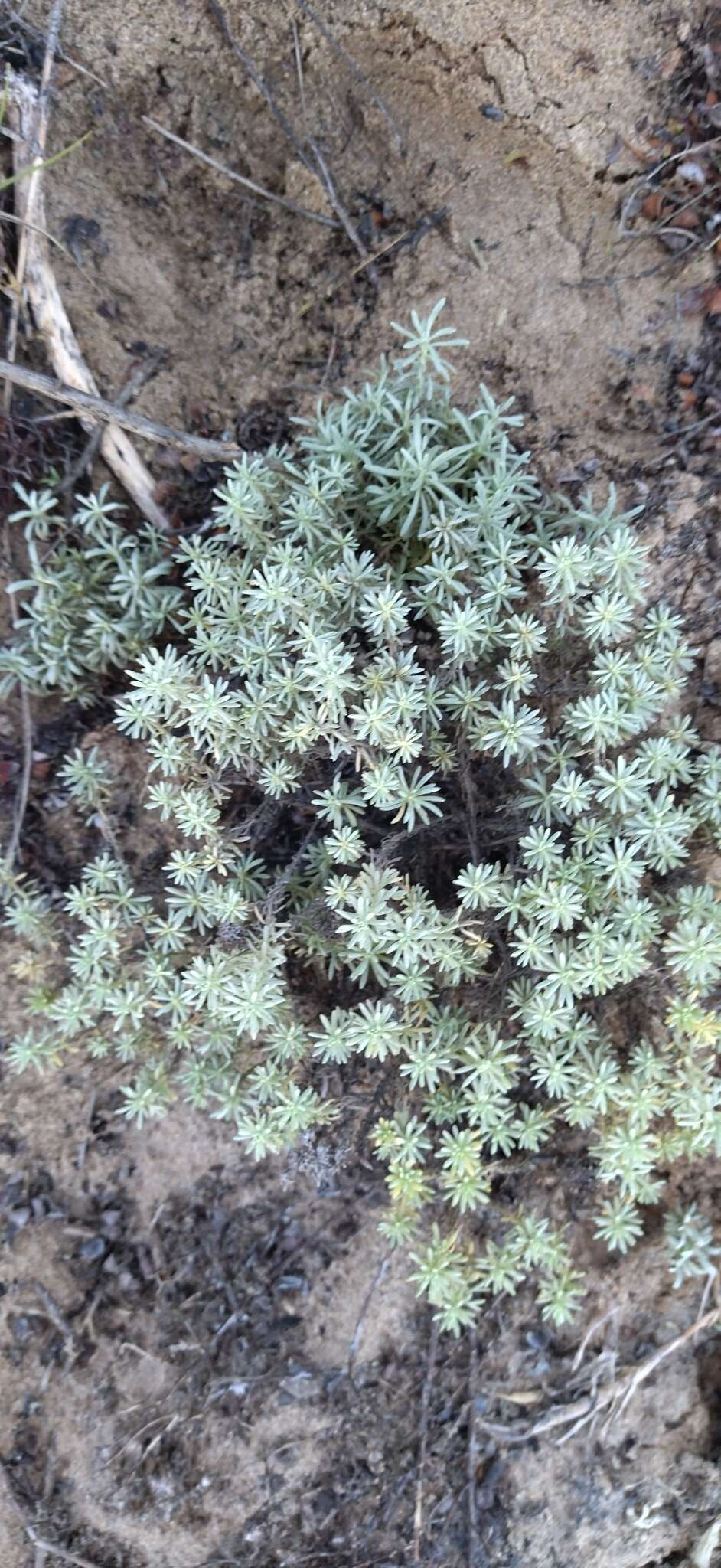 Image of Helichrysum asperum var. comosum (Sch. Bip.) Hilliard