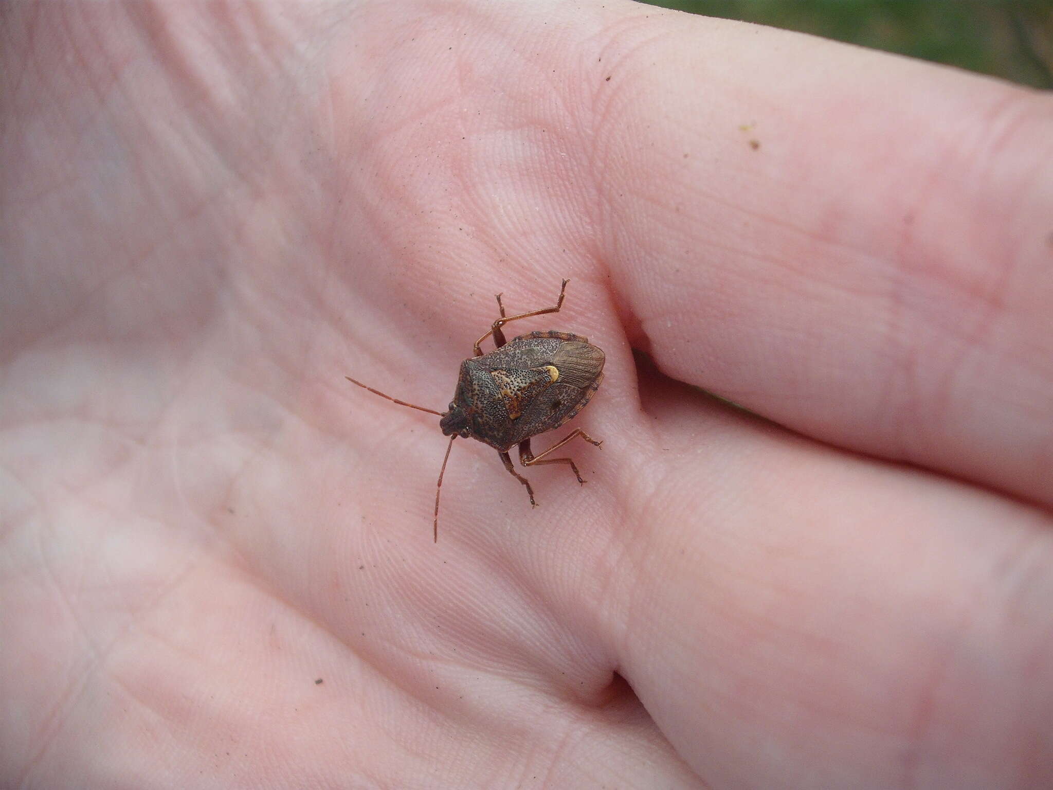 Image of Cermatulus nasalis nasalis (Westwood 1837)