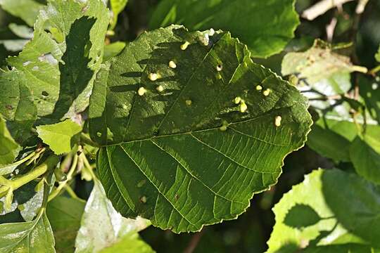 صورة Eriophyes laevis