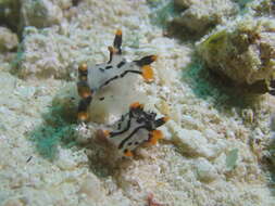 Image of Orange tip black line grey slug