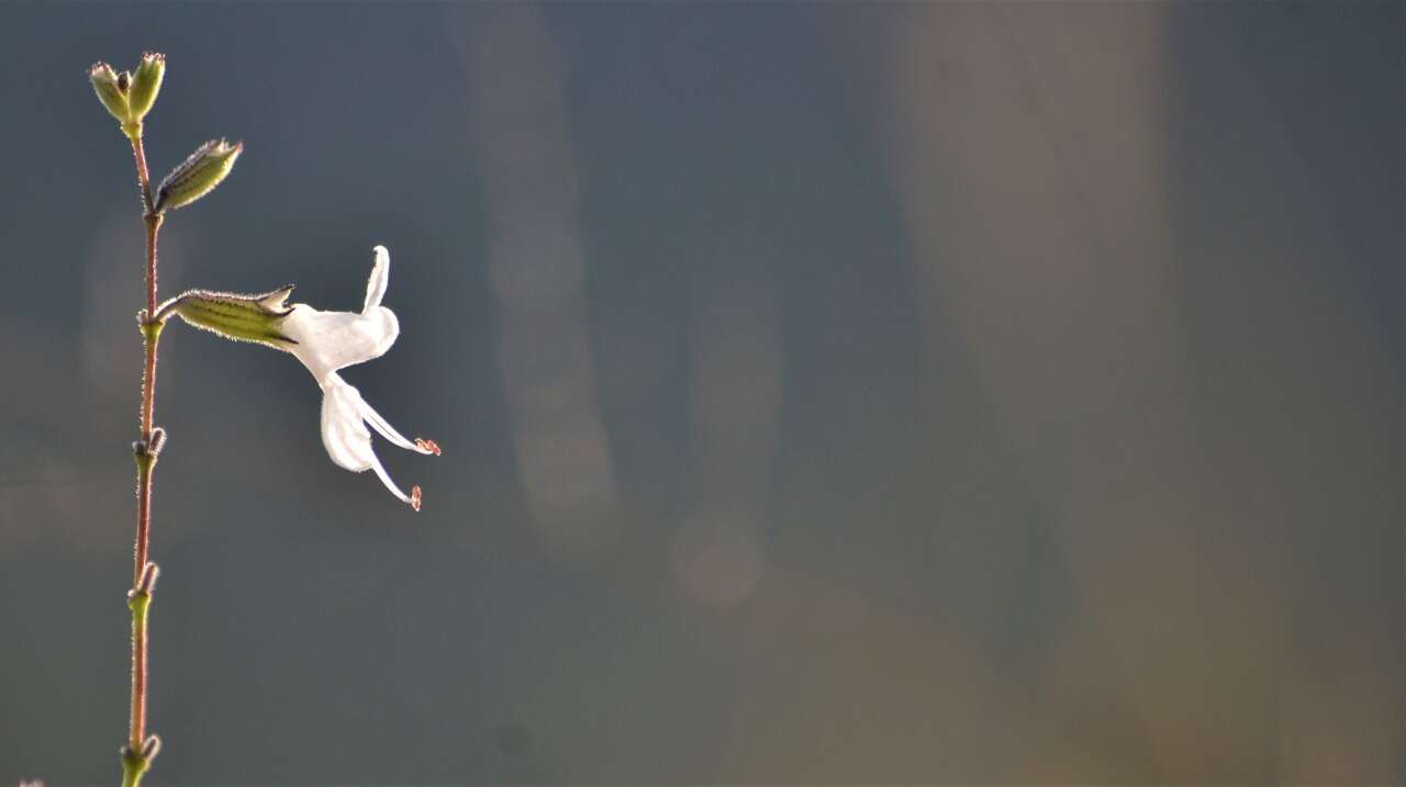 Image de Syncolostemon parviflorus E. Mey. ex Benth.