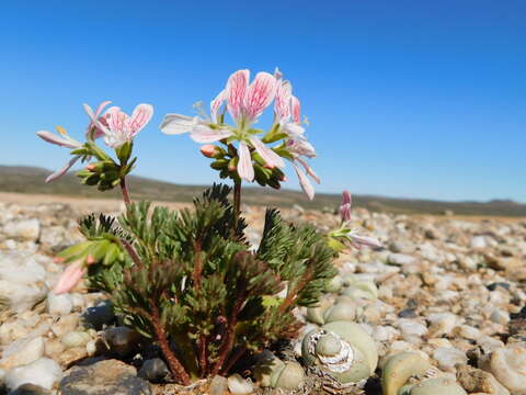 Image of Pelargonium quarciticola U. Meve & E. M. Marais