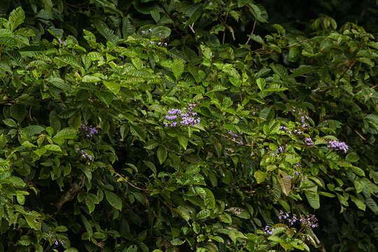 Vitex cooperi Standl.的圖片