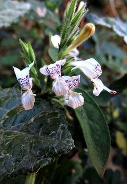 Image of White ribbon bush