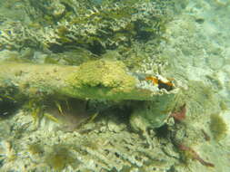 Image of Mustard Hill Coral