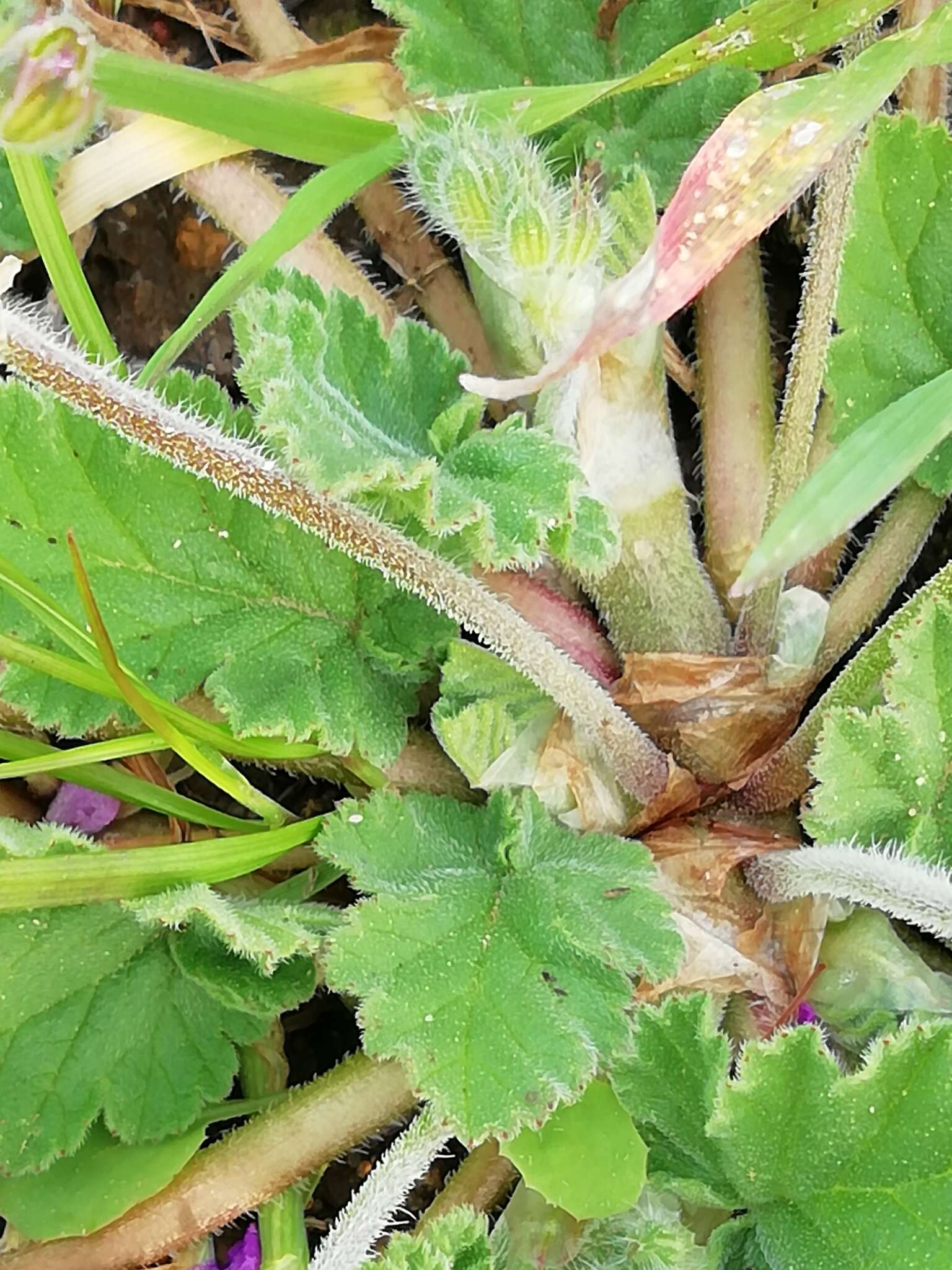 Imagem de Erodium malacoides (L.) L'Her.