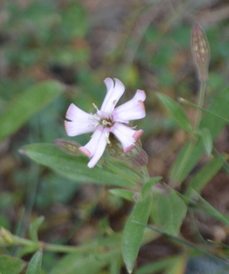 Слика од Silene vallesia L.