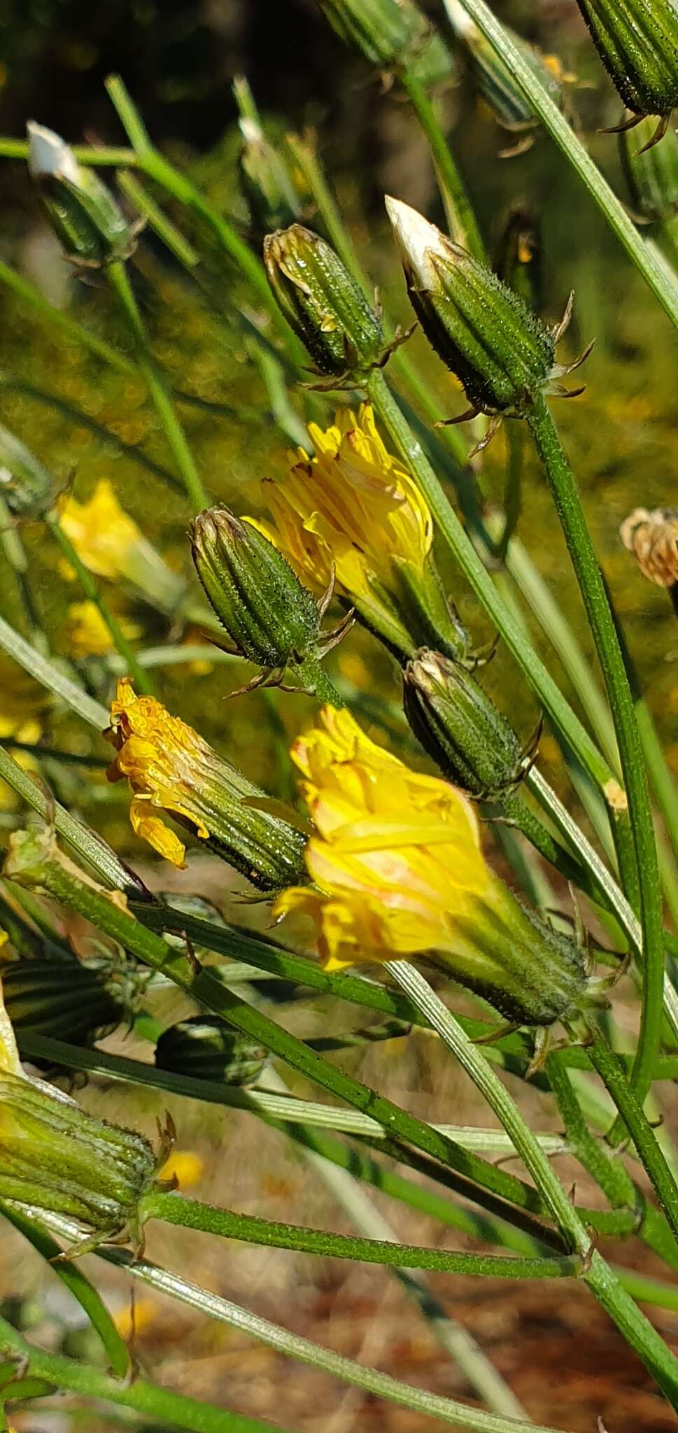 Image of beaked hawksbeard