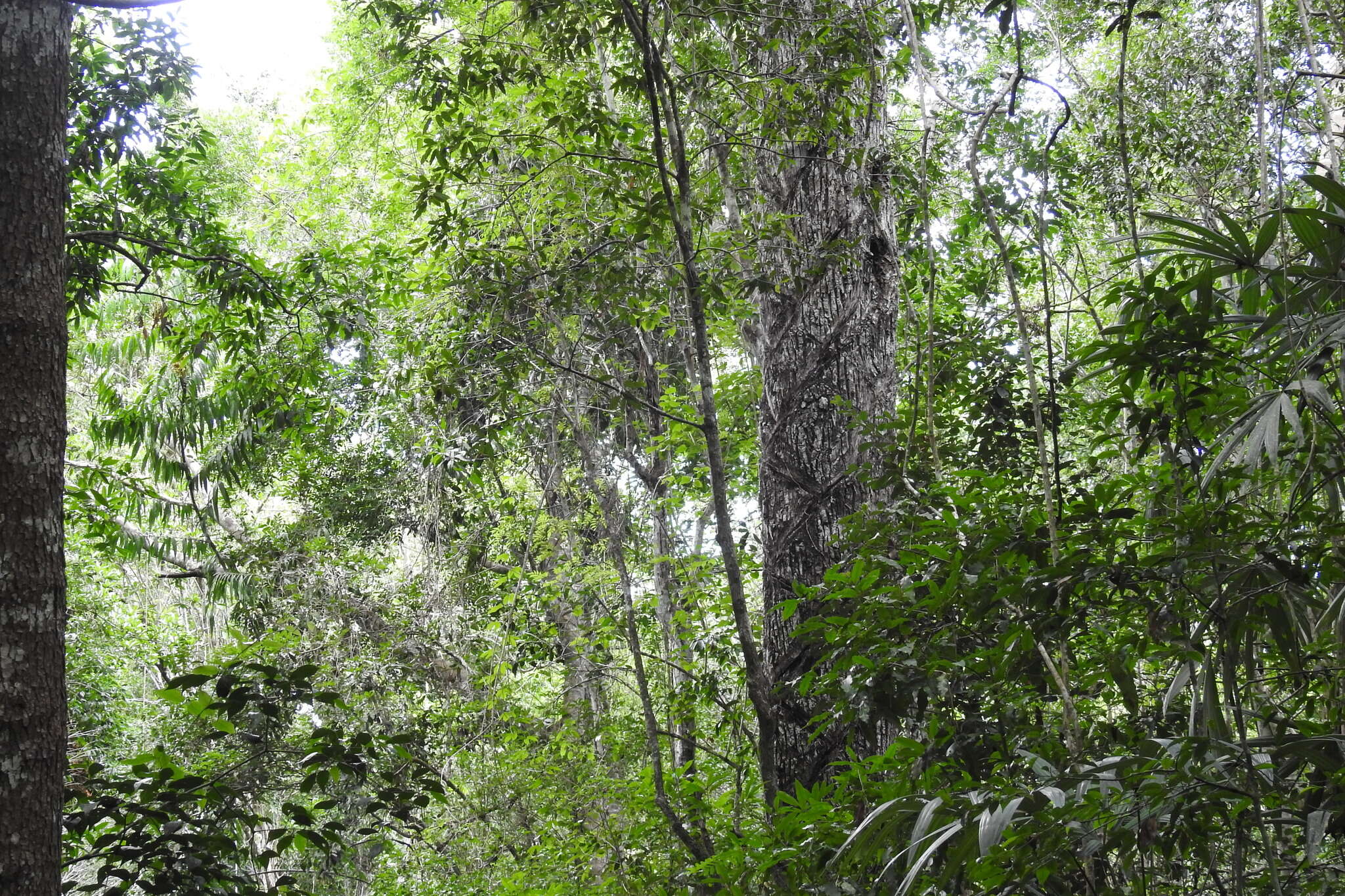 Image of sapodilla