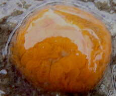 Image of Star ascidian