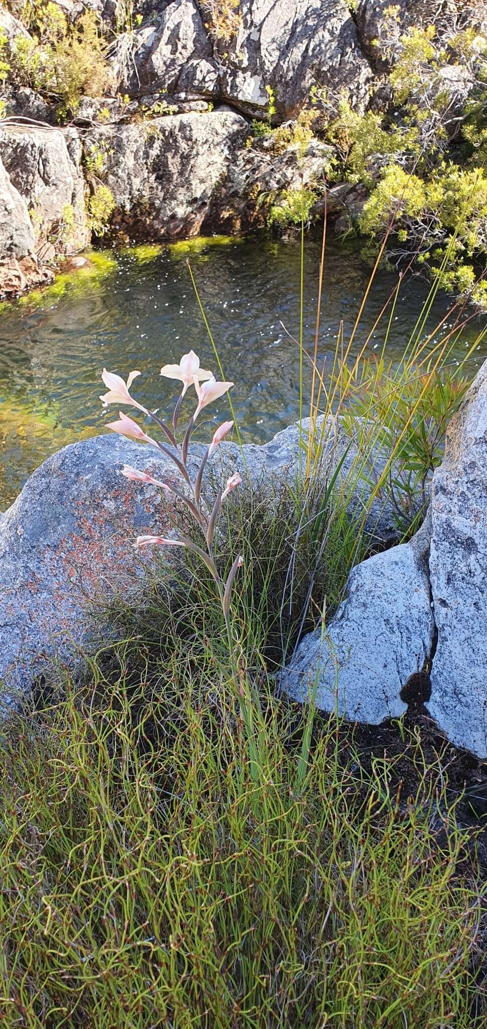 Plancia ëd Gladiolus angustus L.