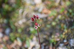 Image of Porsild's Pseudosaxifrage