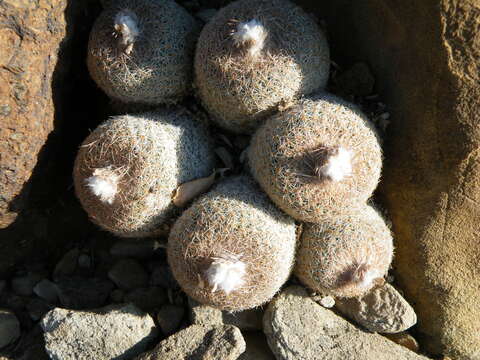 Image of Button Cactus