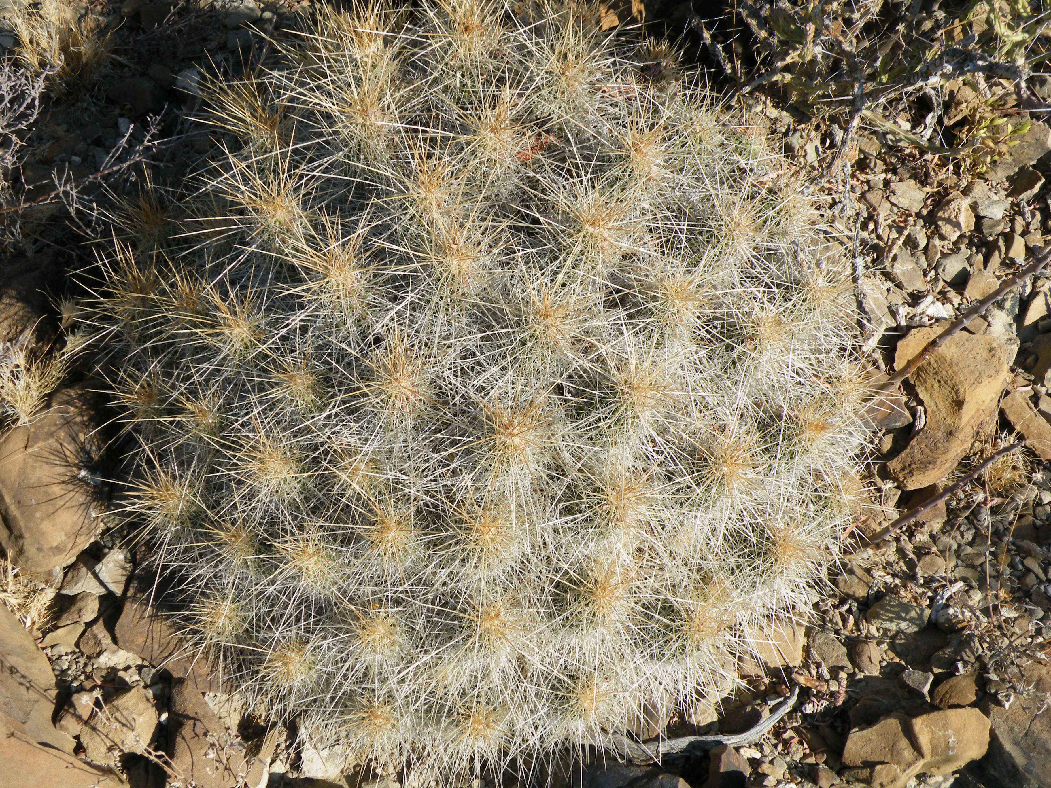 Image of Strawberry Cactus