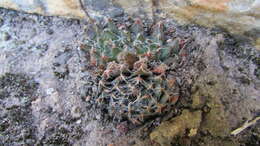 Image of Haworthia arachnoidea var. setata (Haw.) M. B. Bayer