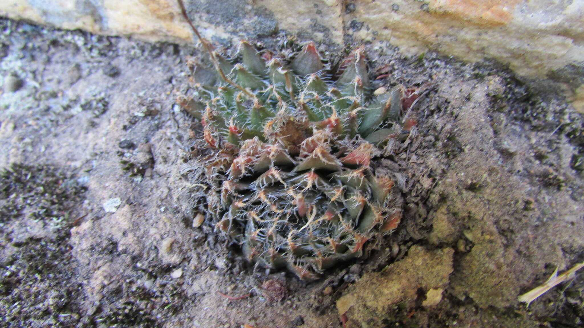 Image of Haworthia arachnoidea var. setata (Haw.) M. B. Bayer