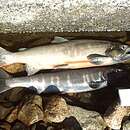 Image of Biwa trout