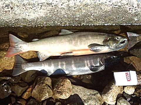 Plancia ëd Oncorhynchus rhodurus Jordan & McGregor 1925