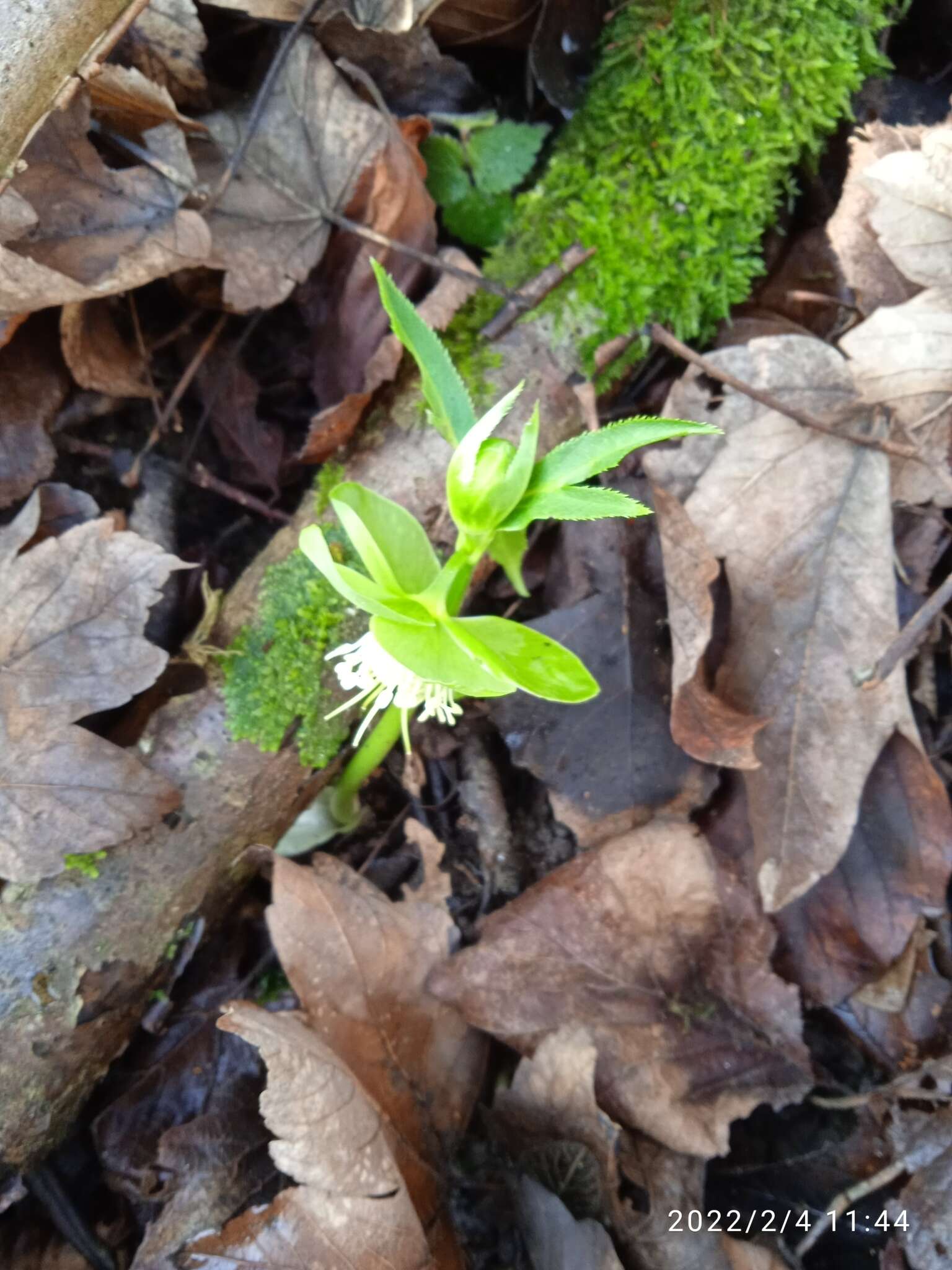 Image of Helleborus viridis subsp. viridis L.