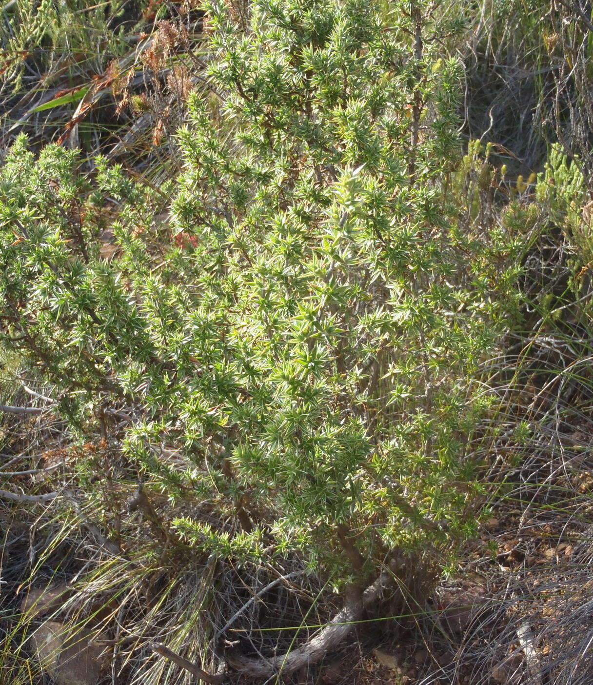 Image of Cliffortia ruscifolia L.