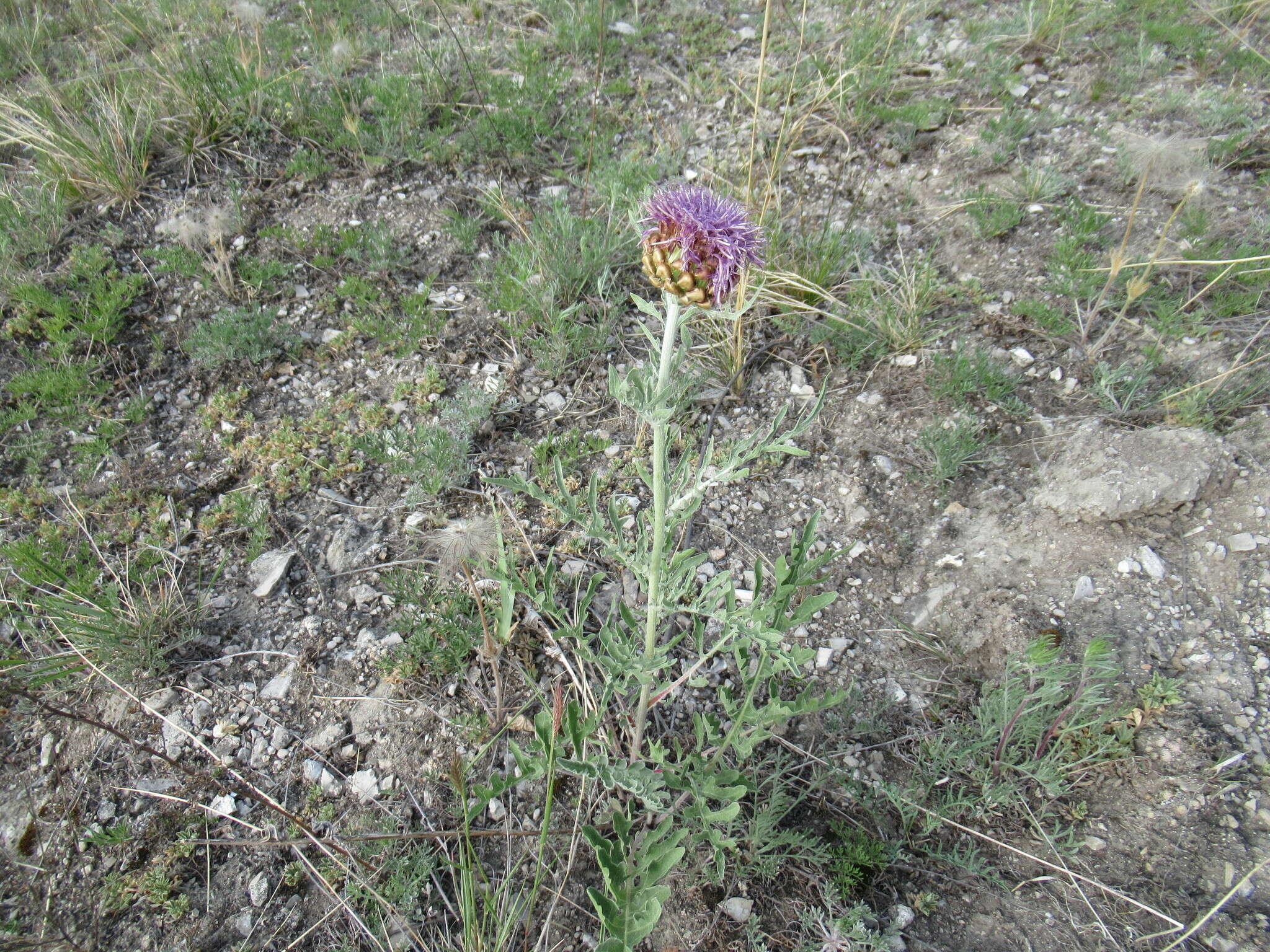 Image of Rhaponticum uniflorum subsp. uniflorum