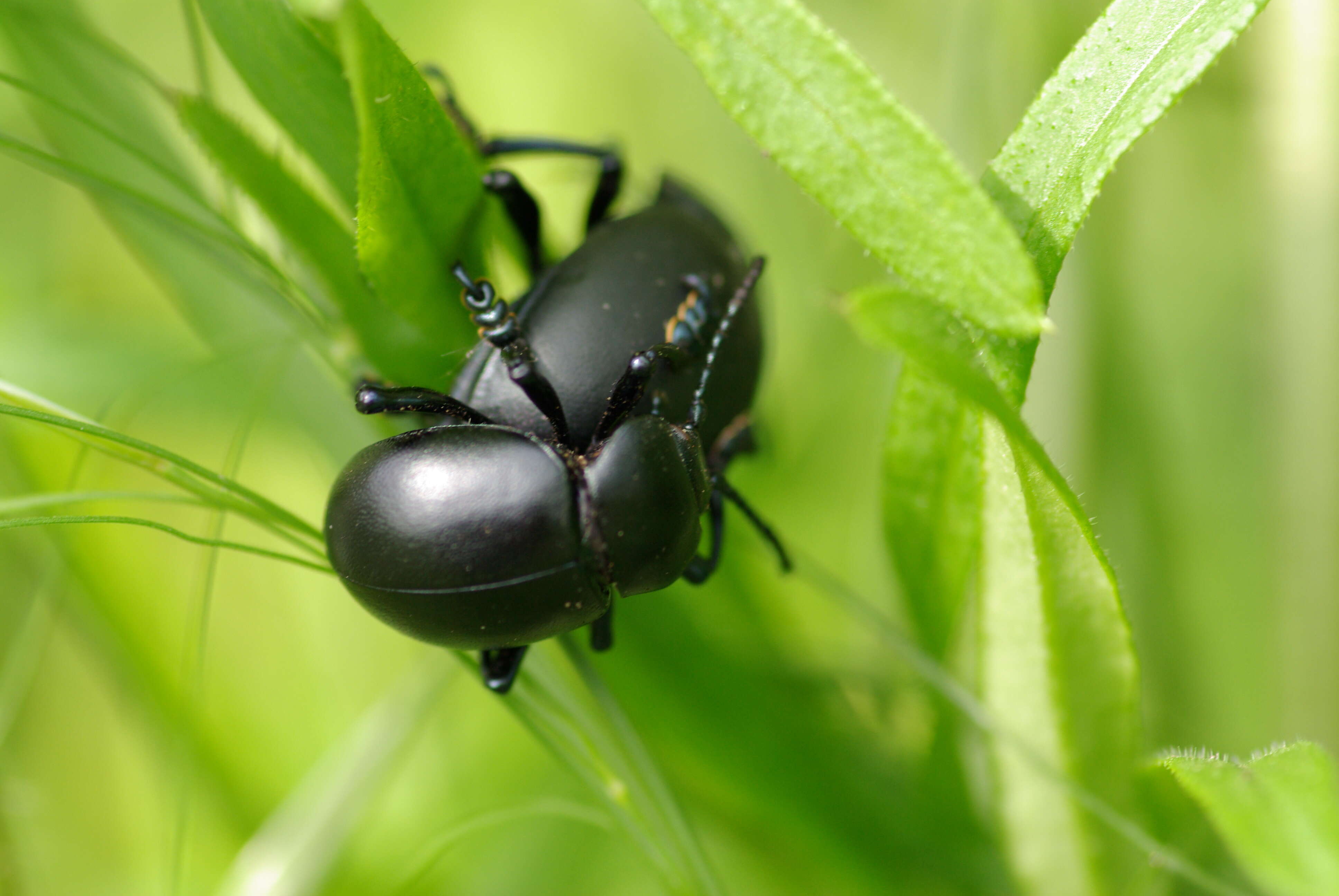 Image of Timarcha tenebricosa