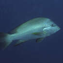 Image of Humphead snapper