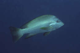 Image of Humphead snapper