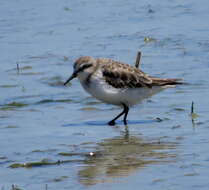 Imagem de Calidris minuta (Leisler 1812)