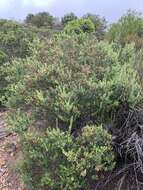 Image of <i>Phylica oleifolia</i>