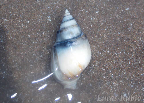 Image of Buccinanopsinae Galindo, Puillandre, Lozouet & Bouchet 2016