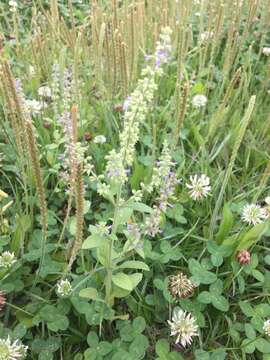 Image de Salvia plebeia R. Br.