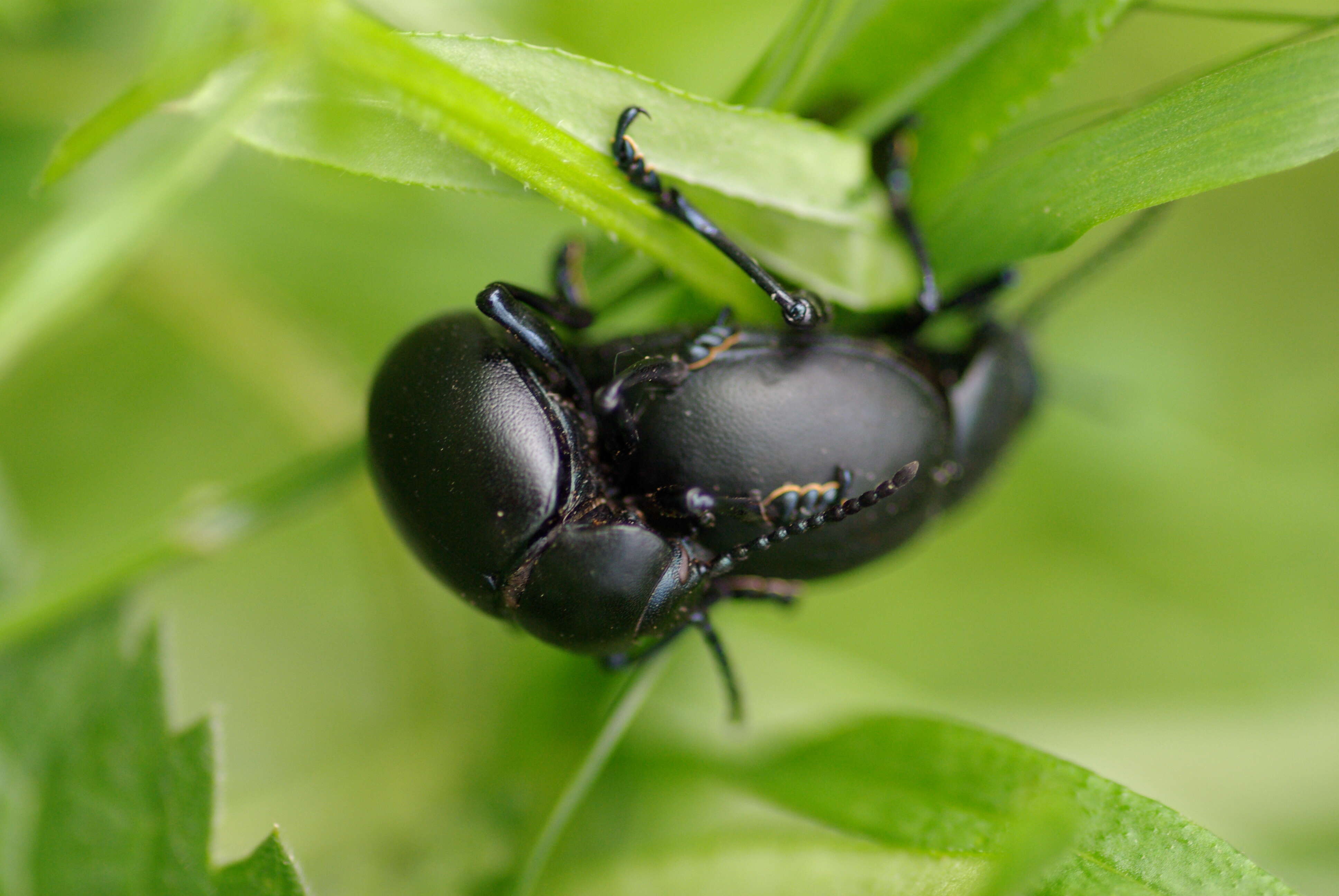 Image of Timarcha tenebricosa