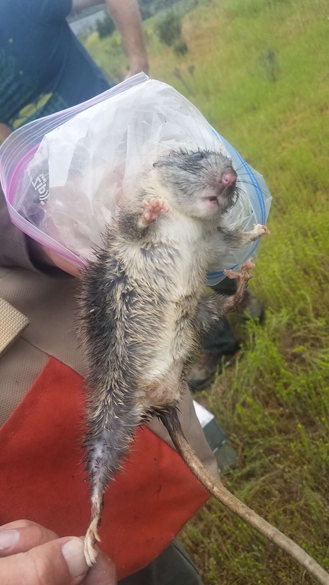 Image of Big-eared Woodrat