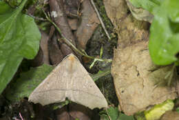 Image of Odontopera bilinearia subarida Inoue 1986