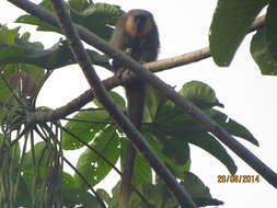 Image of Dusky Titi