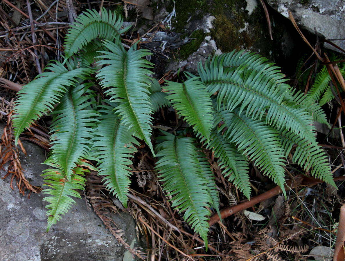 Image of Polystichum falcinellum (Sw.) C. Presl