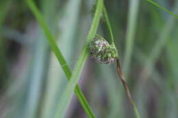 Image of Carex phalaroides Kunth