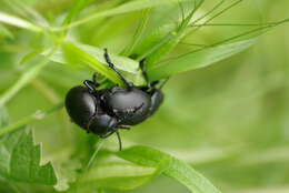 Image of Timarcha tenebricosa