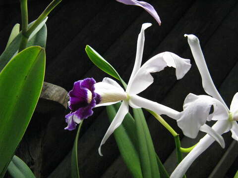 Image of Cattleya purpurata (Lindl. & Paxton) Rollisson ex Lindl.