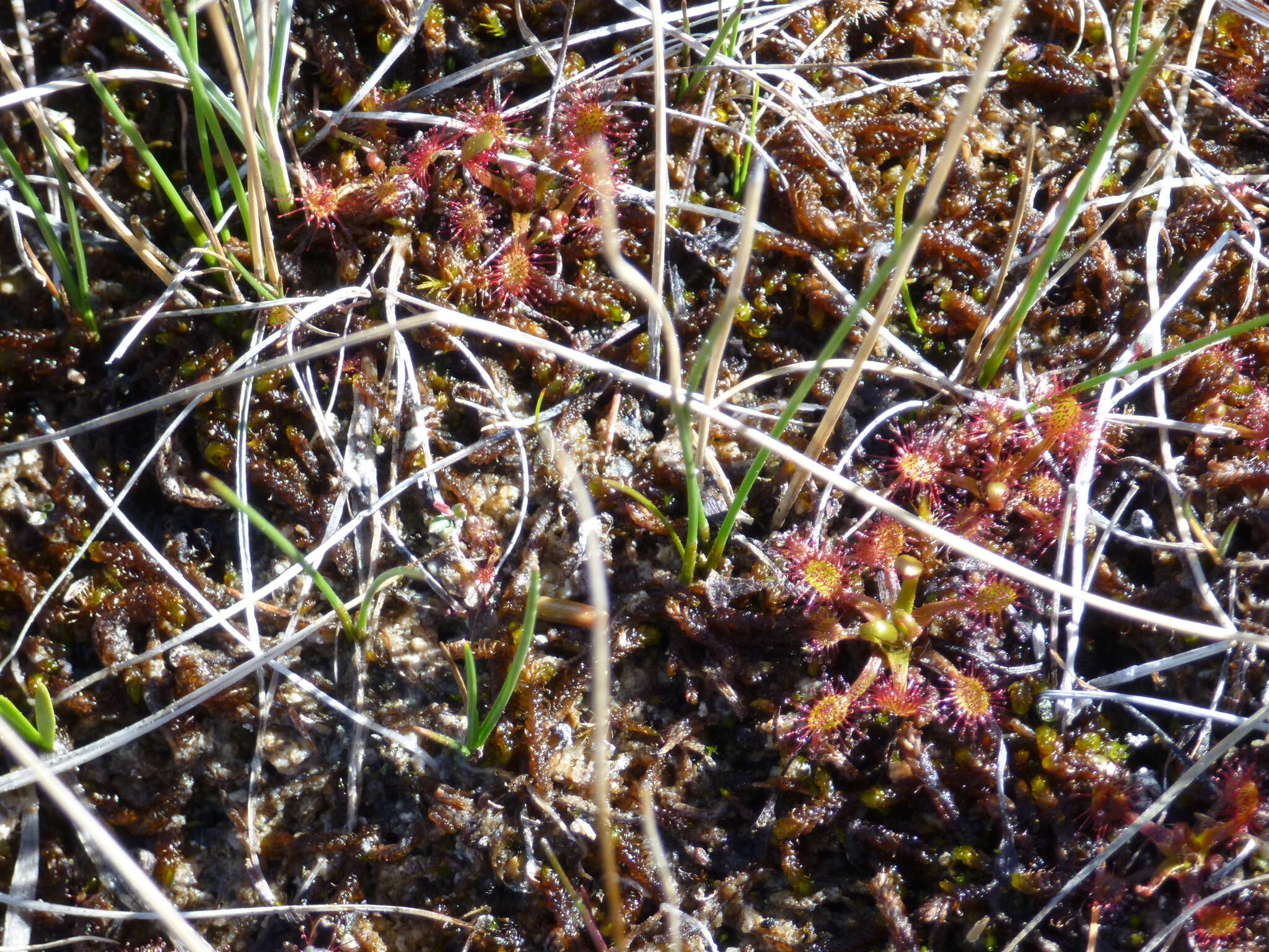 صورة Drosera anglica Huds.